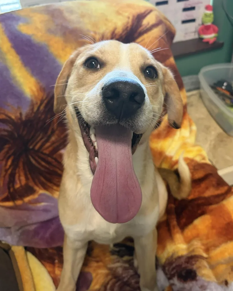 A young medium-sized male Yellow / Tan / Blond / Fawn Mixed Breed dog named Nacho for adoption in Seneca, PA