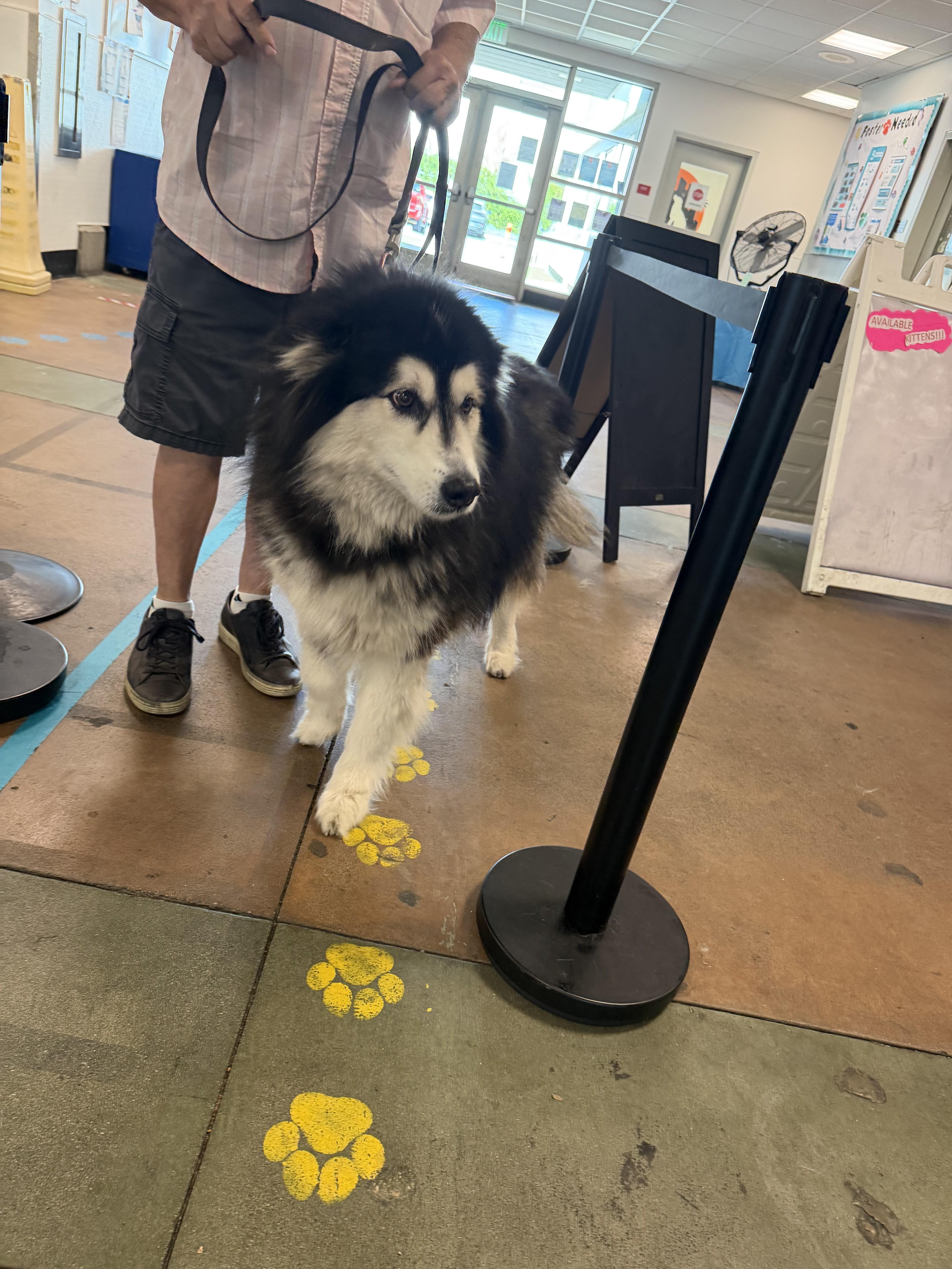 A senior medium-sized female Alaskan Malamute dog named Crystal for adoption in Van Nuys, CA