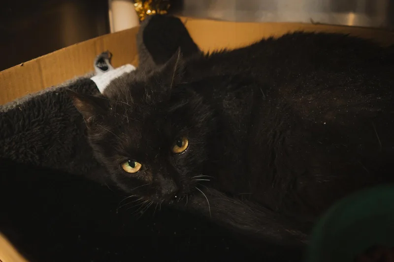 A senior medium-sized female Black Domestic Short Hair cat named Anastasia for adoption in Herndon, VA
