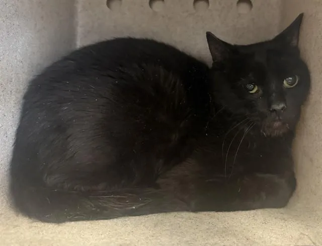 An adult large-sized male Domestic Short Hair cat named Dragon for adoption in Lancaster, CA