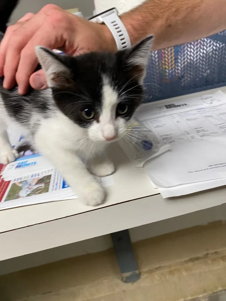 A baby small-sized male Domestic Medium Hair cat named Vector for adoption in Troy, OH