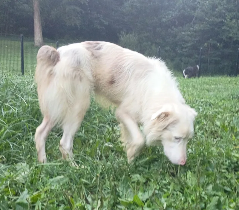 Willow thumbnail 2