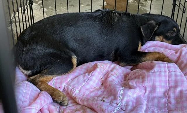 A young medium-sized female Black Shepherd dog named Baby  URGENT for adoption in Thousand Oaks, CA
