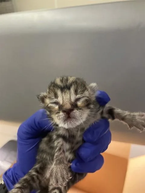 A baby small-sized male Domestic Short Hair cat named Wixie for adoption in Dallas, TX