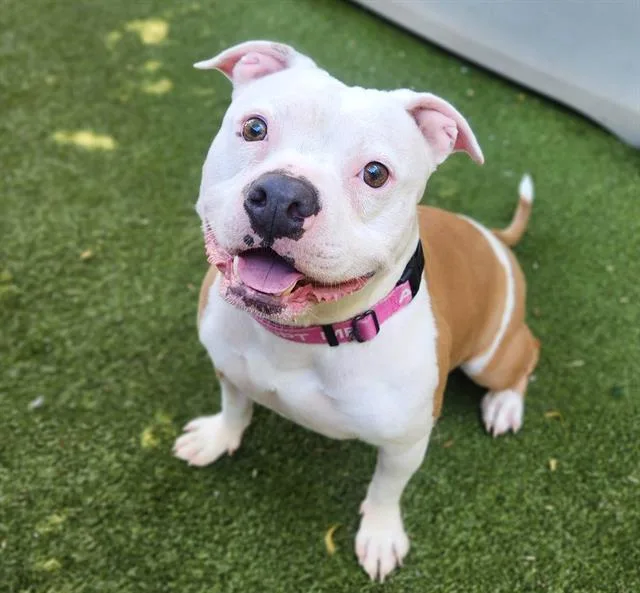 An adult medium-sized female Pit Bull Terrier dog named Nene for adoption in Minneapolis, MN