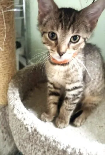 A baby medium-sized male Tabby (Brown / Chocolate) Domestic Short Hair cat named Keegan for adoption in Battle Creek, MI