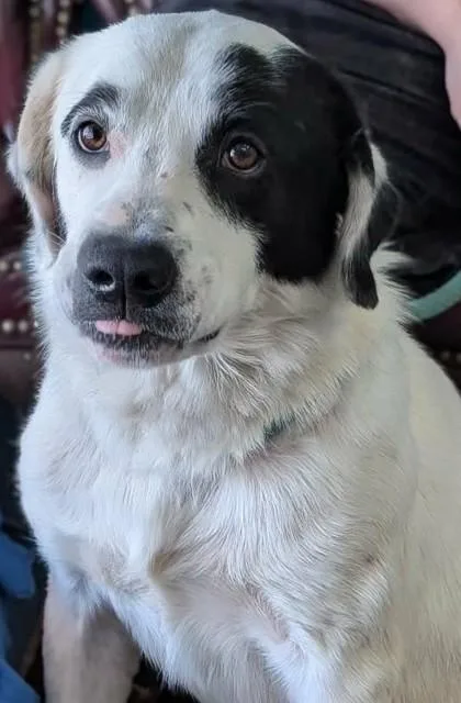 A young large-sized male Border Collie dog named Dimitri for adoption in La Harpe, KS