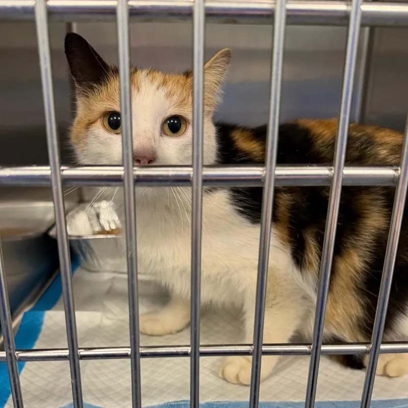 Pringles thumbnail 2