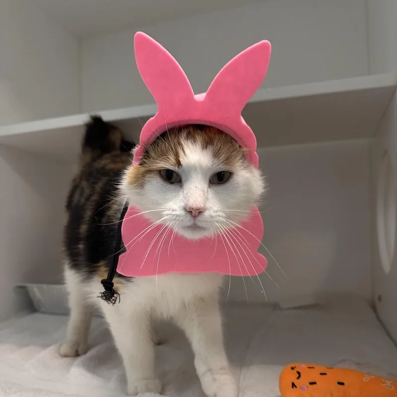 Pringles thumbnail 3