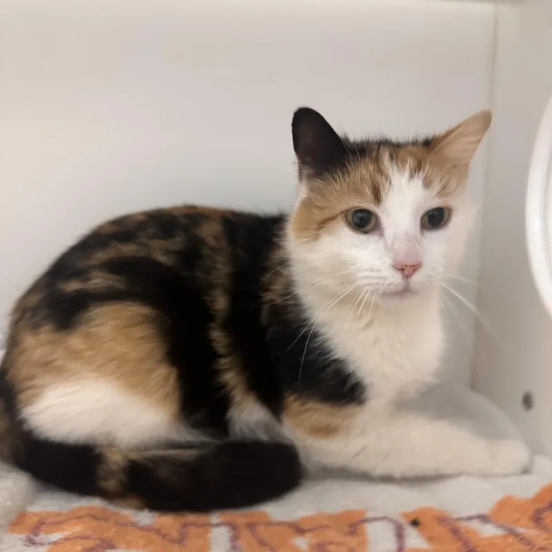 Pringles thumbnail 4