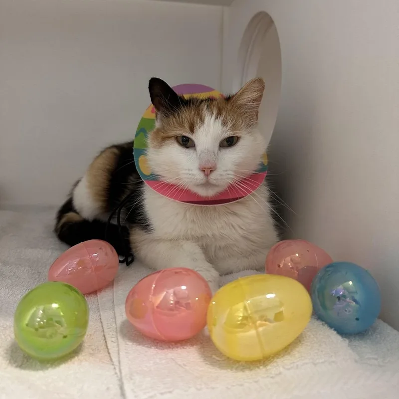 Pringles thumbnail 5