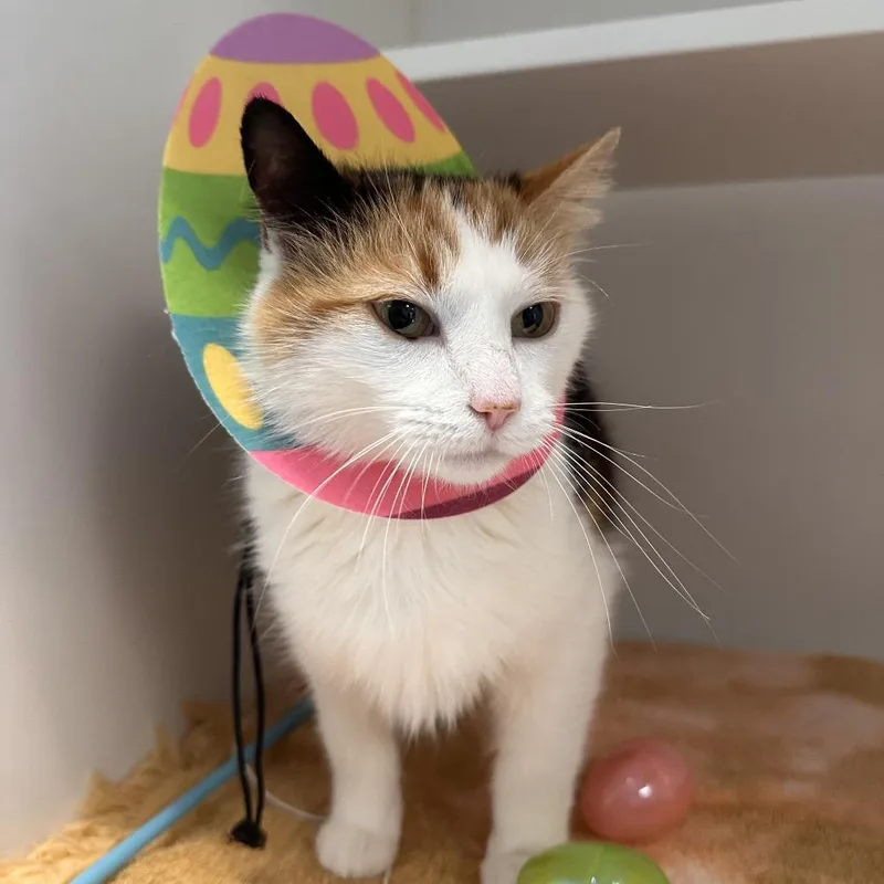 Pringles thumbnail 6