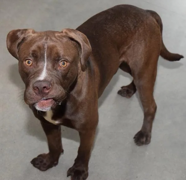 A young medium-sized male Labrador Retriever dog named Mowgli for adoption in Des Moines, IA