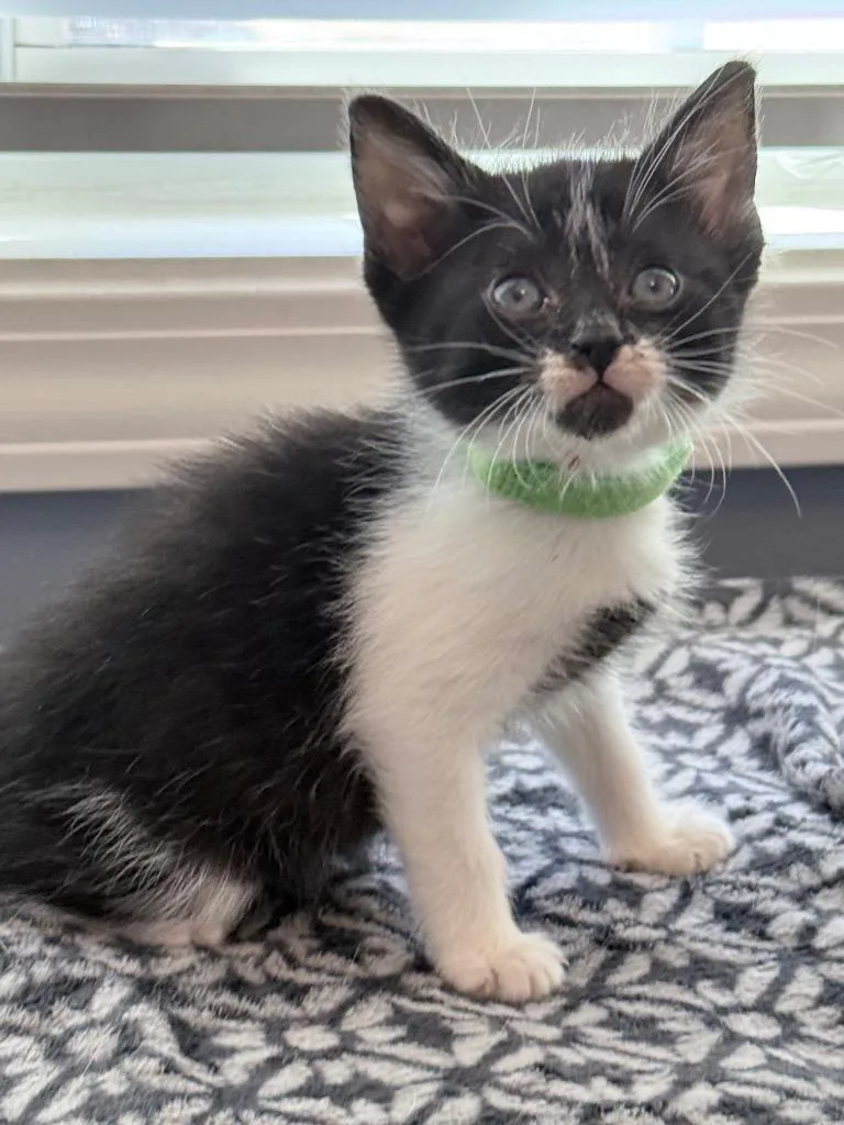 A baby small-sized male Domestic Short Hair cat named Corfu for adoption in Newnan, GA