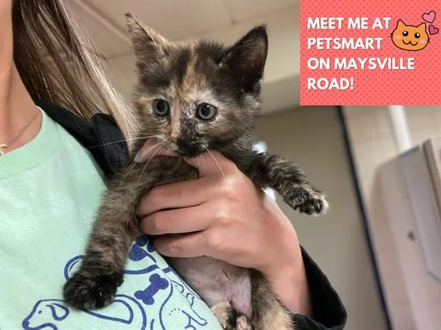 A baby small-sized female Domestic Short Hair cat named Peggy for adoption in Fort Wayne, IN