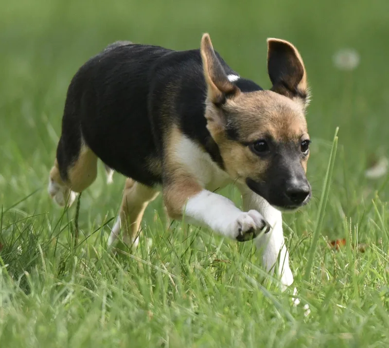 A baby medium-sized female Shepherd dog named Rylan for adoption in Mechanicsburg, PA