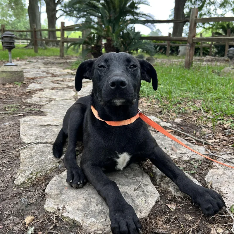 A young medium-sized female Black Pit Bull Terrier dog named Queenie for adoption in Winnie, TX