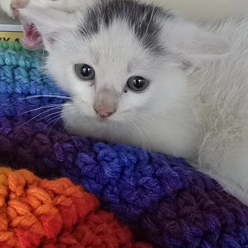 A baby small-sized male White Domestic Short Hair cat named Kop for adoption in Yanceyville, NC