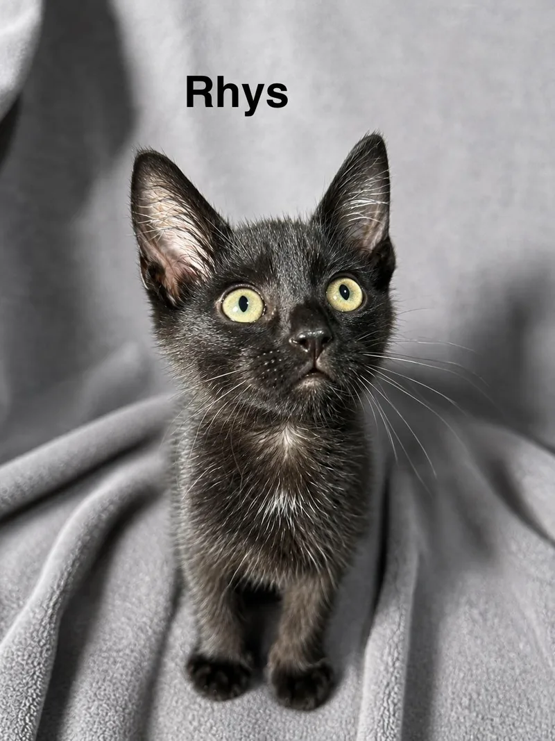 A baby small-sized male Black Domestic Short Hair cat named Rhys for adoption in Smicksburg, pa 16256, PA