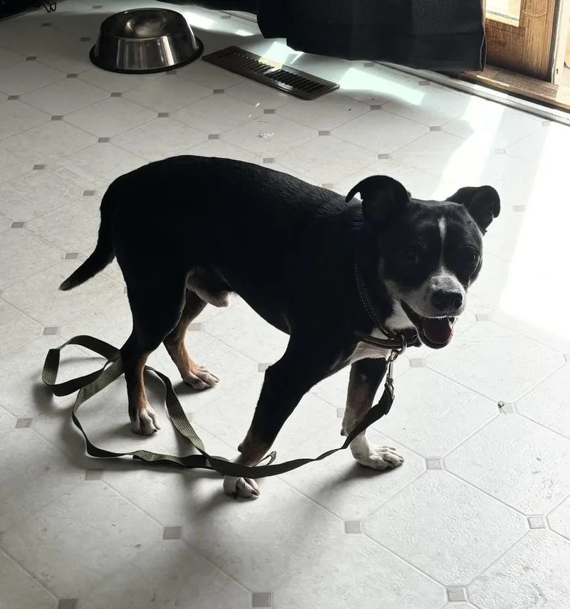 An adult small-sized male Chihuahua dog named Oreo for adoption in South Bend, IN