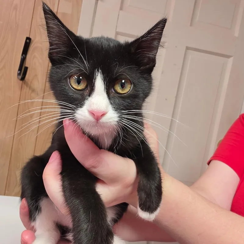 A baby small-sized female Black Domestic Short Hair cat named Roxy for adoption in Leander, TX