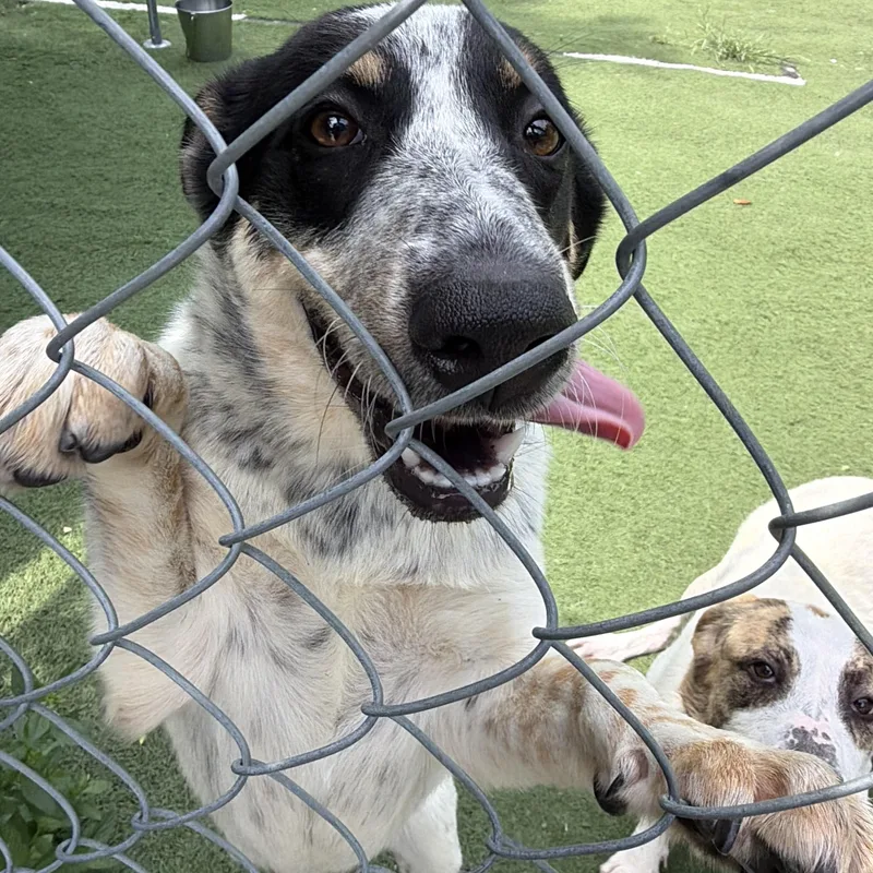 A baby medium-sized female Australian Cattle Dog / Blue Heeler dog named Tess for adoption in Ocean View, NJ