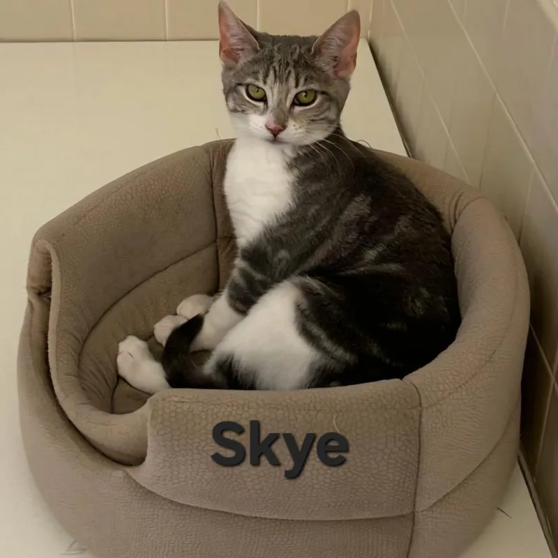 Skye thumbnail 2