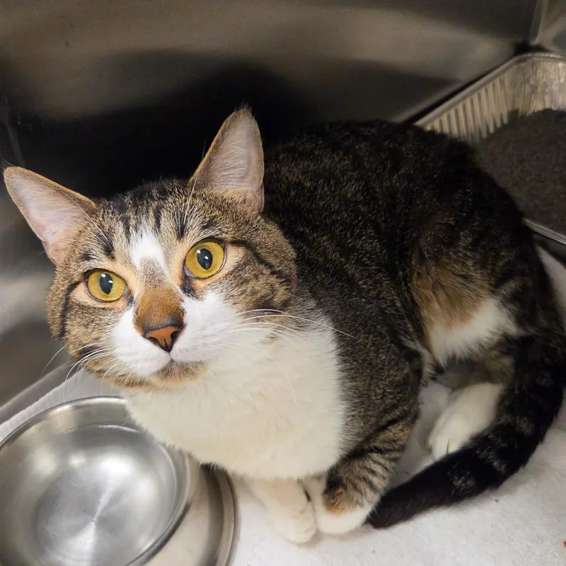 An adult large-sized male White Domestic Short Hair cat named Angel Food for adoption in Asheville, NC