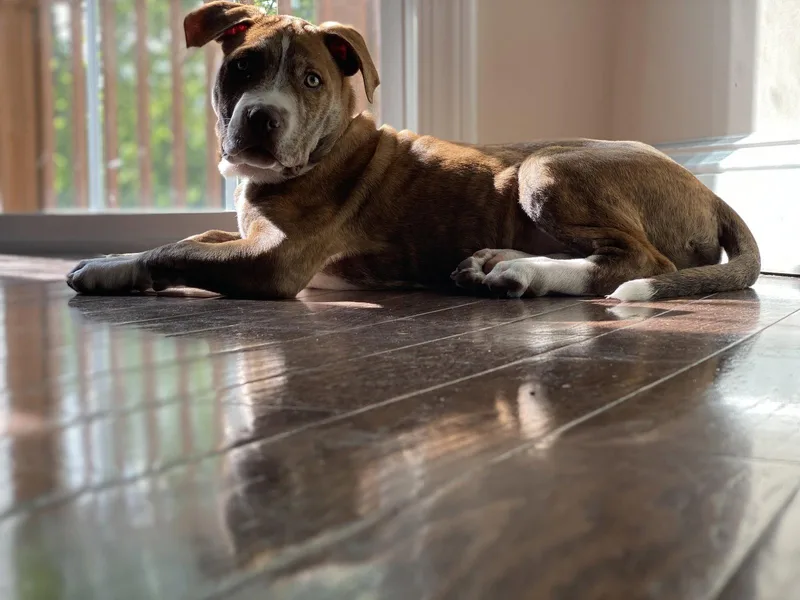 An adult large-sized male American Staffordshire Terrier dog named Coco for adoption in Tarrytown, GA
