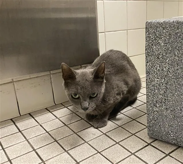 A young medium-sized female Domestic Short Hair cat named Sally for adoption in Dallas, TX