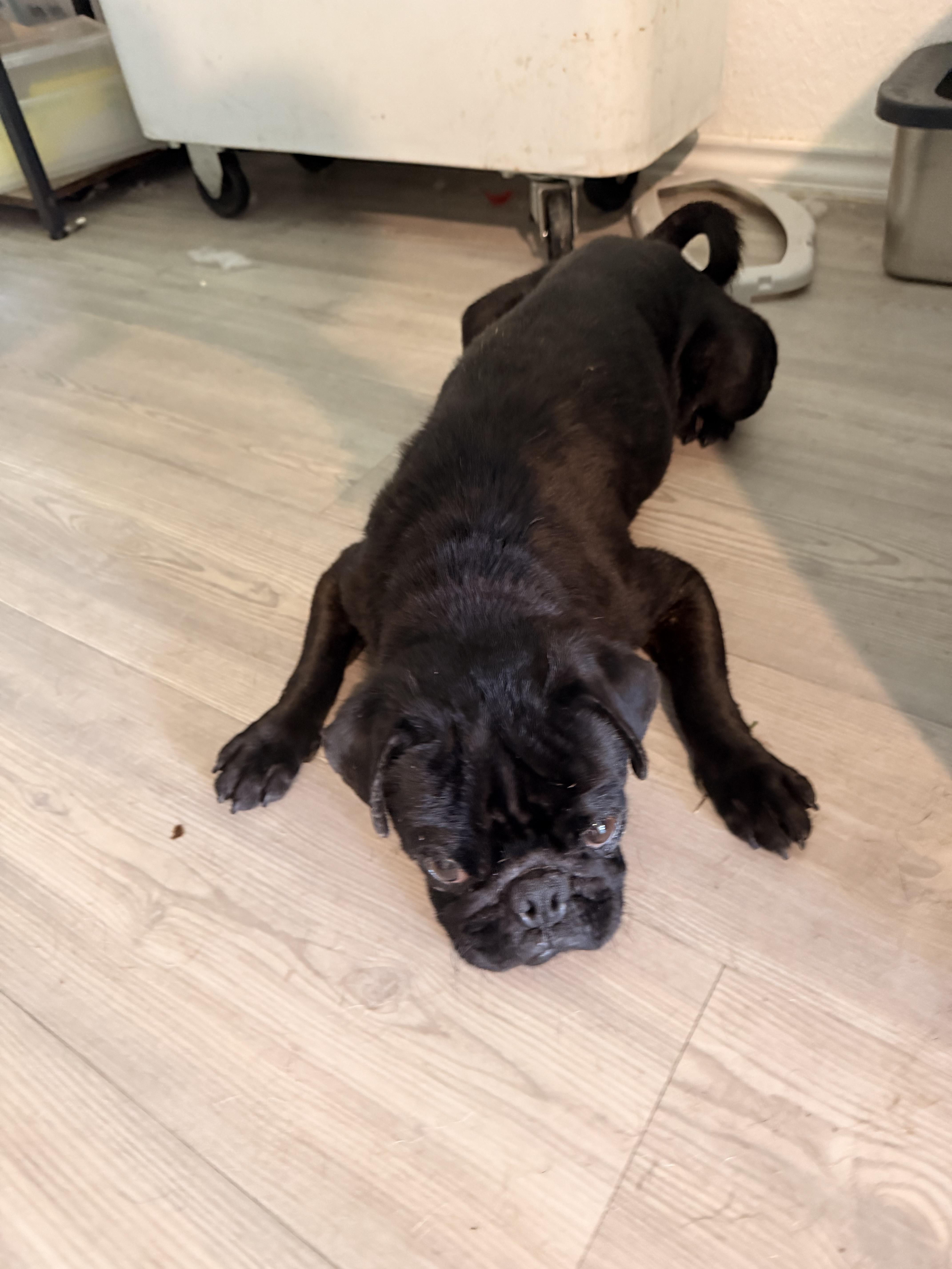 A young small-sized male Black Pug dog named Voldemort for adoption in San Antonio, TX