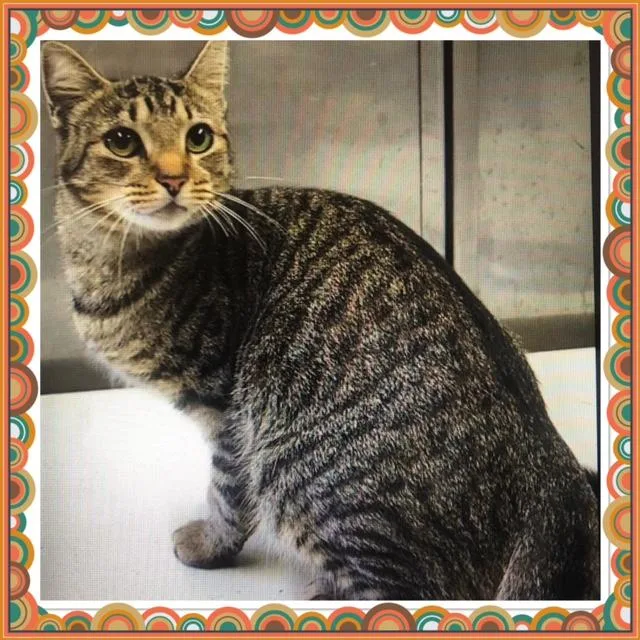 An adult small-sized female Tabby (Gray / Blue / Silver) Domestic Short Hair cat named Buttons for adoption in Buckhannon, WV