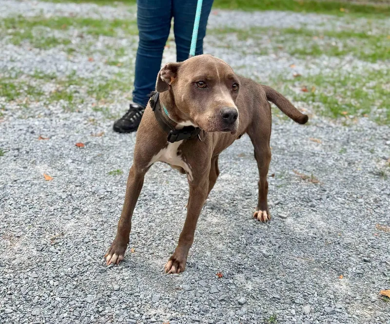 An adult medium-sized female Mixed Breed dog named Carla for adoption in Elizabethtown, NC
