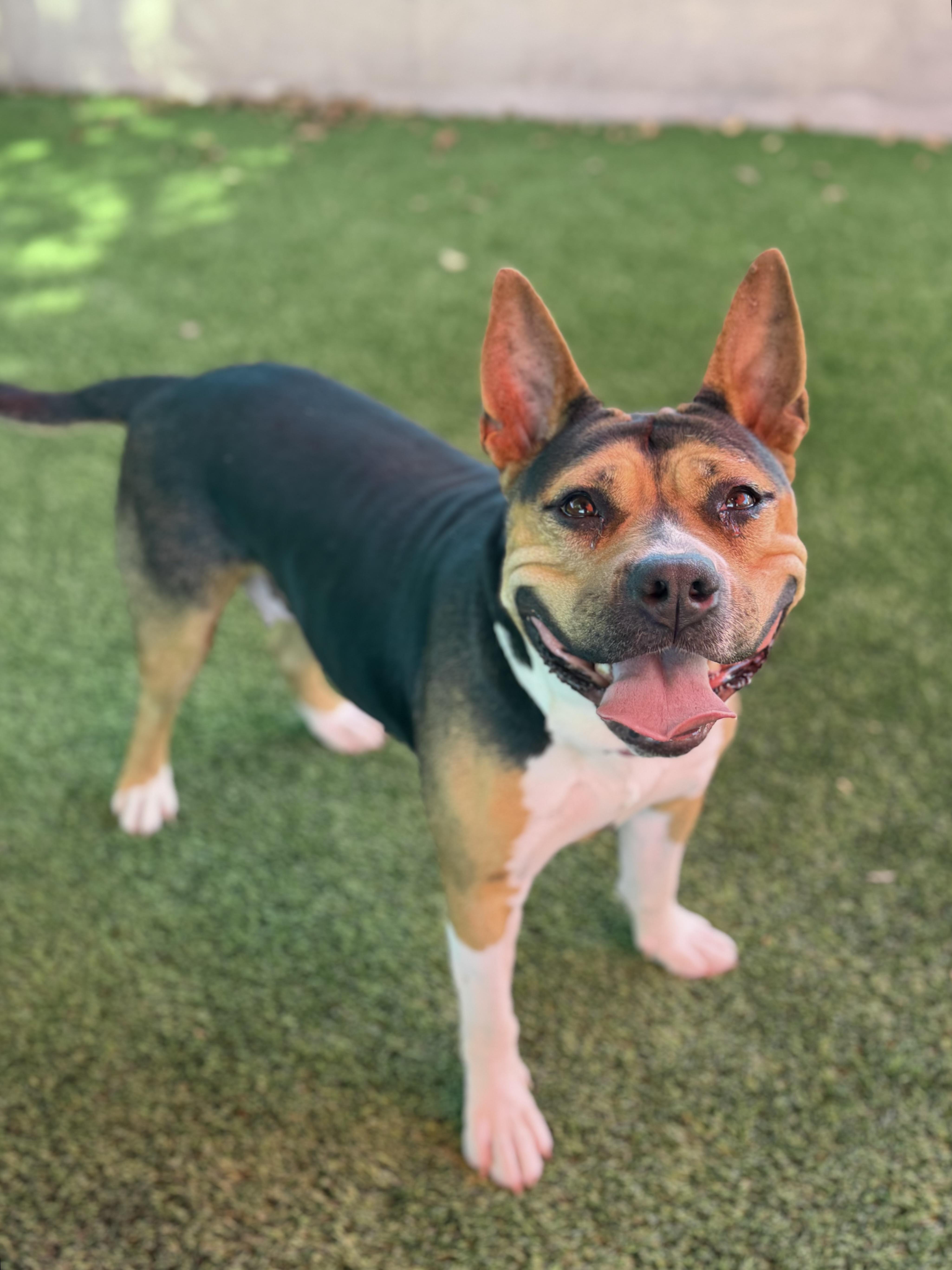 An adult medium-sized female Tricolor (Brown, Black, & White) Pit Bull Terrier dog named Carter for adoption in Glendale, AZ