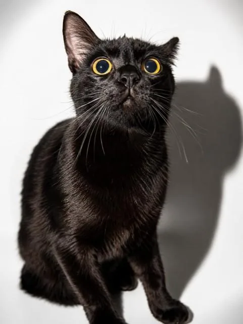 A young large-sized male Domestic Short Hair cat named Blackberry for adoption in Jacksonville, FL