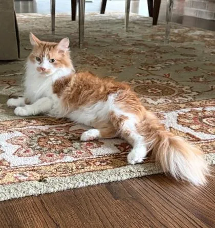 An adult small-sized female Orange & White Domestic Long Hair cat named Paris for adoption in Downers Grove, IL