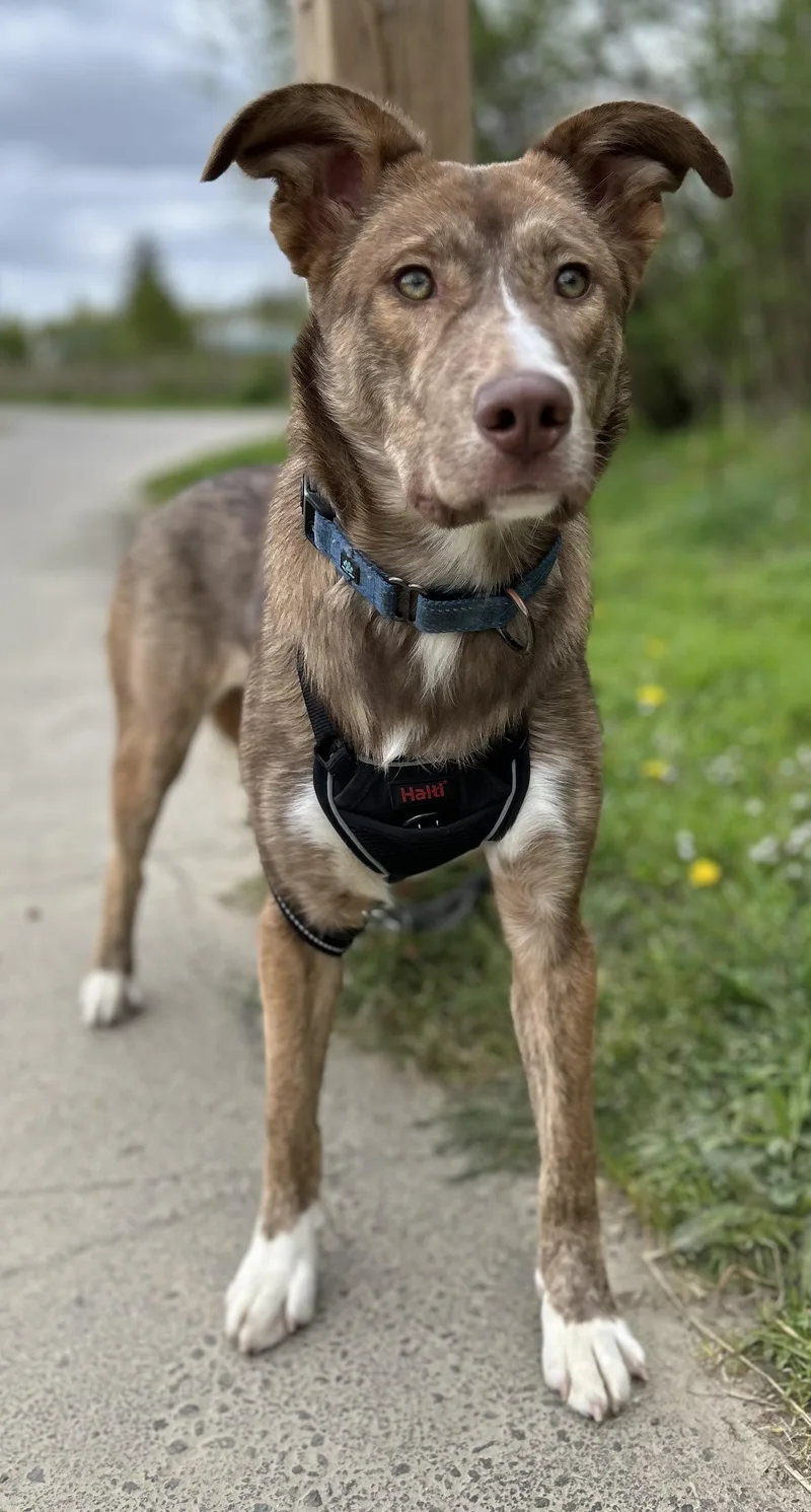 A young medium-sized female Cattle Dog dog named Flower for adoption in Tigard, OR