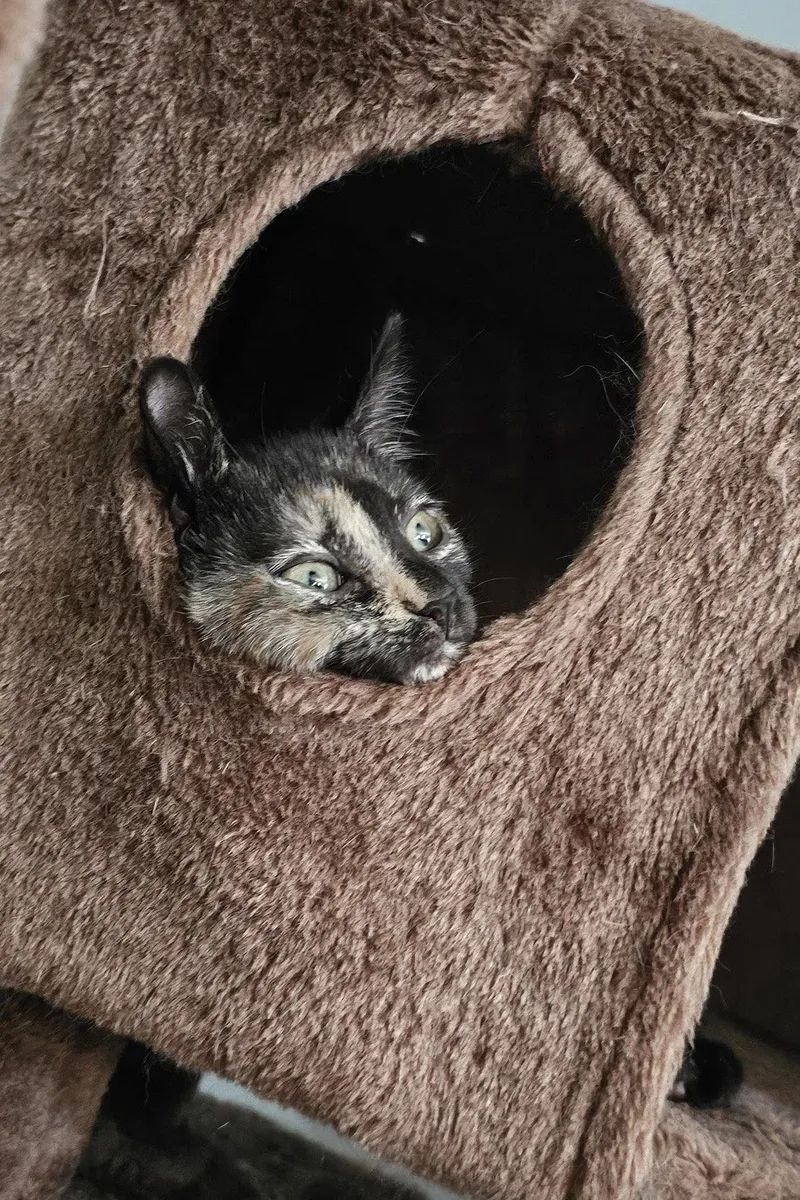 A baby medium-sized female Domestic Short Hair cat named Tui for adoption in Trenton, NJ