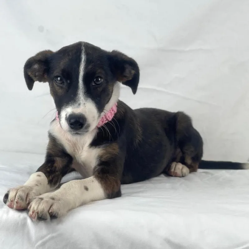 A baby medium-sized female Labrador Retriever dog named Shelby Local November for adoption in Brookshire, TX