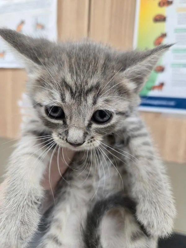 A baby small-sized female Domestic Short Hair cat named Monica for adoption in Kennewick, WA