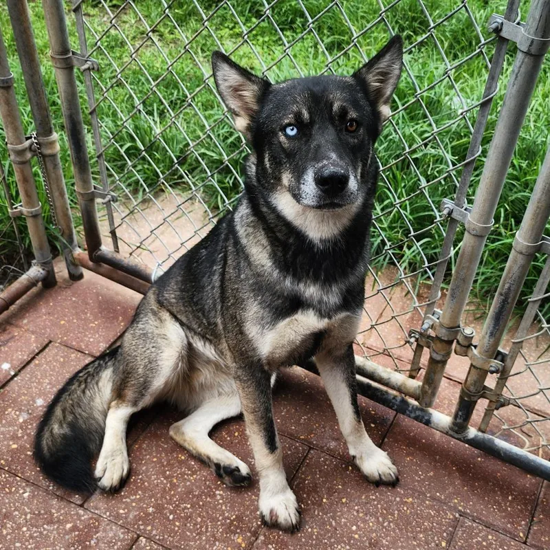 An adult medium-sized female Black Shepherd dog named Phedre for adoption in Boaz, AL