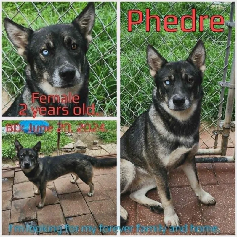 Phedre thumbnail 3