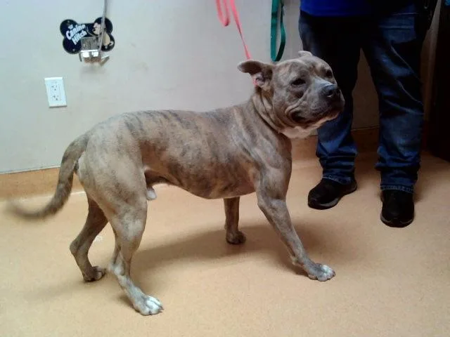 An adult large-sized male Pit Bull Terrier dog named Pupperonie for adoption in Martinez, CA