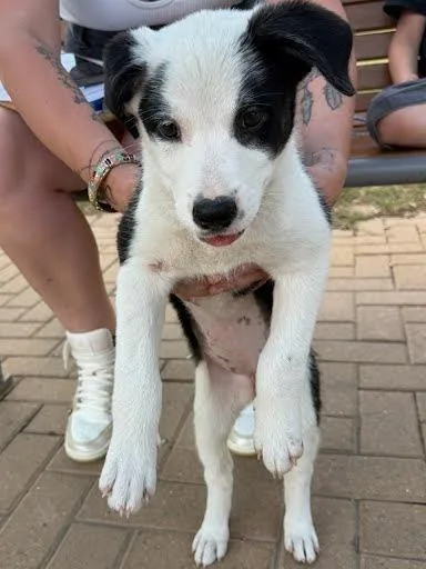 A baby large-sized female Border Collie dog named Yin for adoption in Blountville, TN