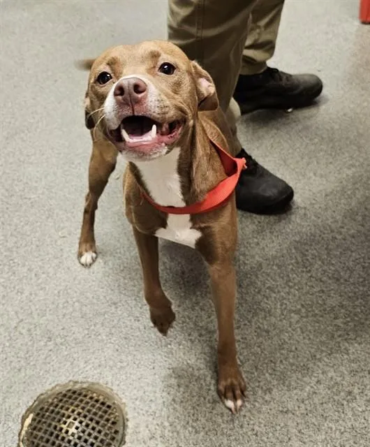 A young medium-sized female Pit Bull Terrier dog named Georgia for adoption in Huntsville, AL