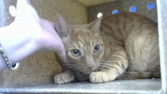 An adult medium-sized male Domestic Short Hair cat named Oliver for adoption in Albuquerque, NM