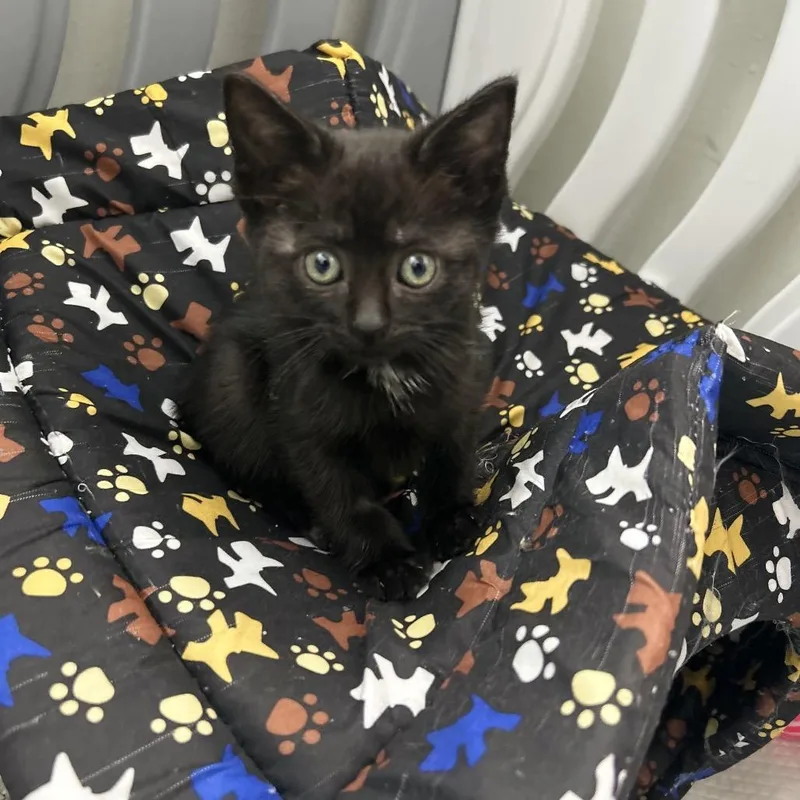 A baby small-sized female Black Domestic Short Hair cat named Moe for adoption in Middle Village, NY