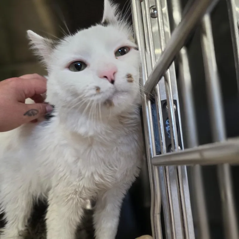 An adult medium-sized male White Domestic Medium Hair cat named Sean for adoption in Spokane, WA