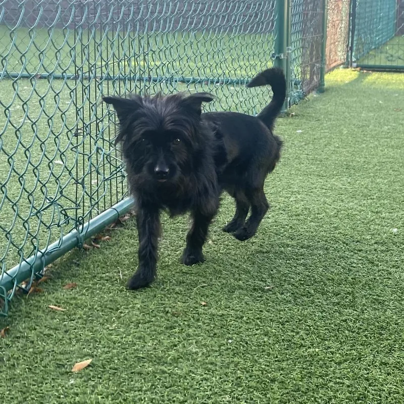 A young small-sized male Black Mixed Breed dog named Koda for adoption in LOXAHATCHEE, FL