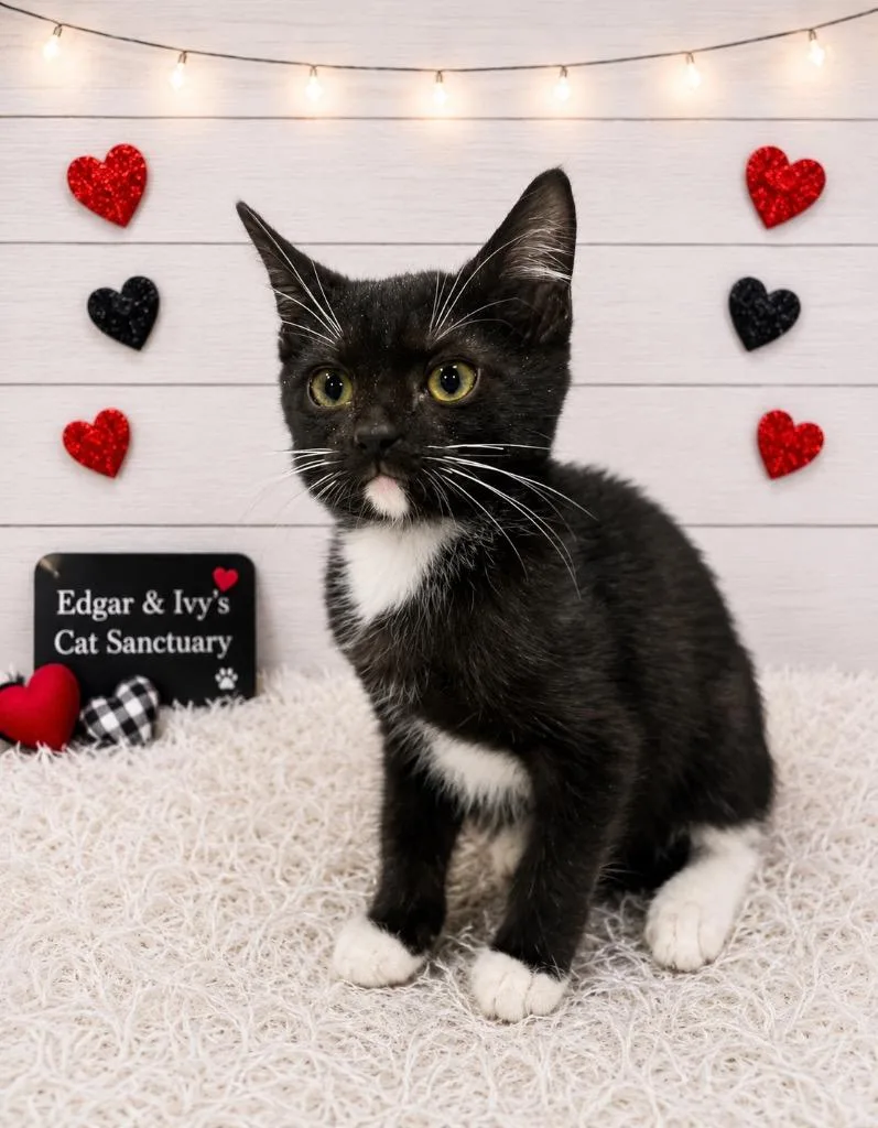 A baby small-sized female Domestic Short Hair cat named May for adoption in Corpus Christi, TX